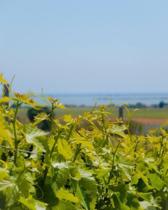La Maison Des Vendangeurs Canet-en-Roussillon Eksteriør bilde